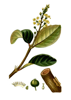 Byrsonima crassifolia Golden Spoon, Nance, Nancy Tree